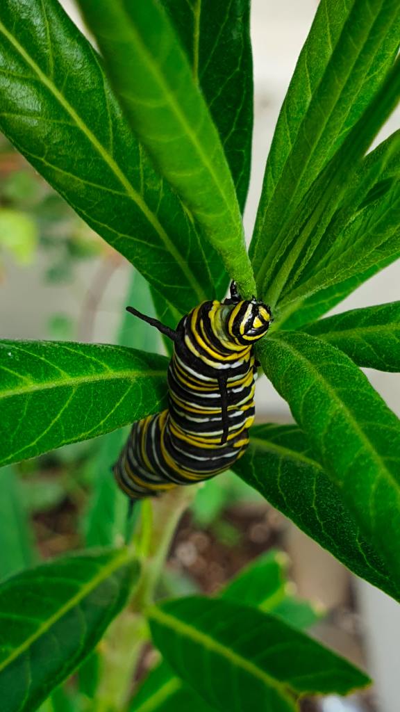Monarch Caterpillar
