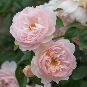 Gentle Hermione by David Austin Roses