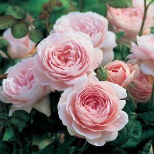 Queen of Sweden by David Austin Roses