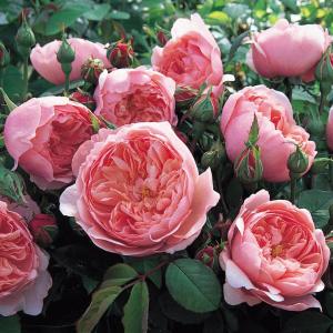 The Alnwick Rose by David Austin Roses