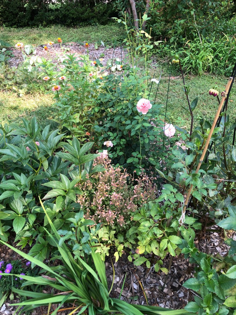 david austin shrub rose in our garden bed