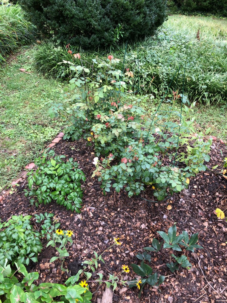 david austin shrub rose