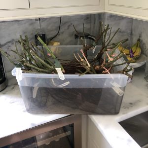 Bare Root Roses Rehydrate