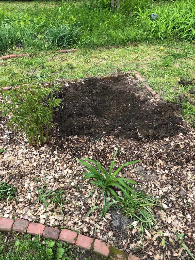 Bare Root Roses are planted in the ground