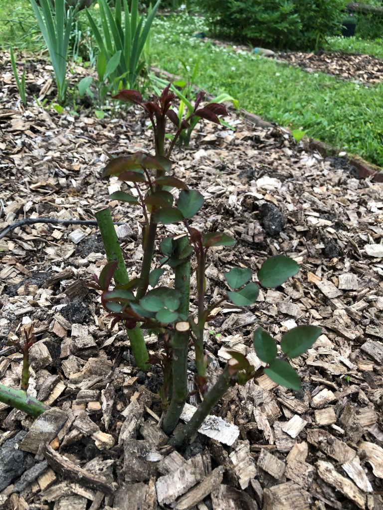 Bare Root Roses start to show new growth