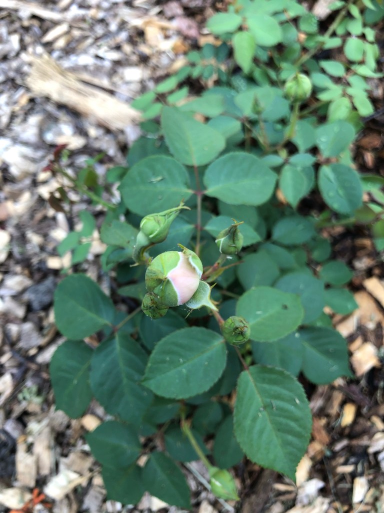 bare root roses show their first buds
