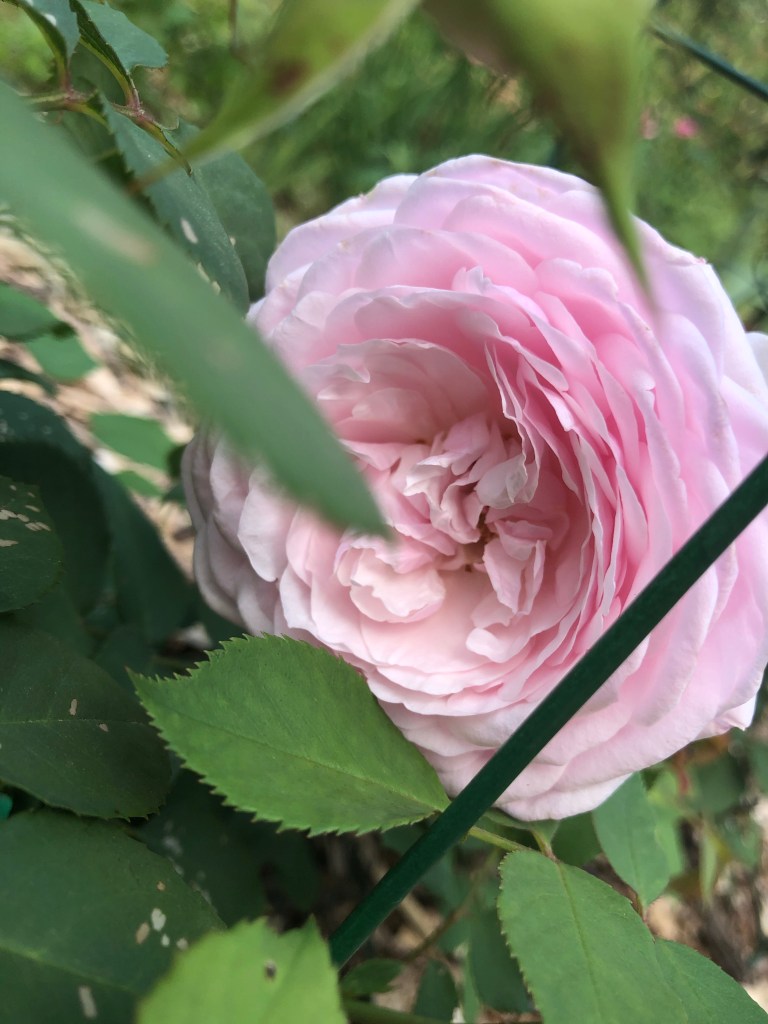 Our first bloom on our david austin shrub rose grown from bare root