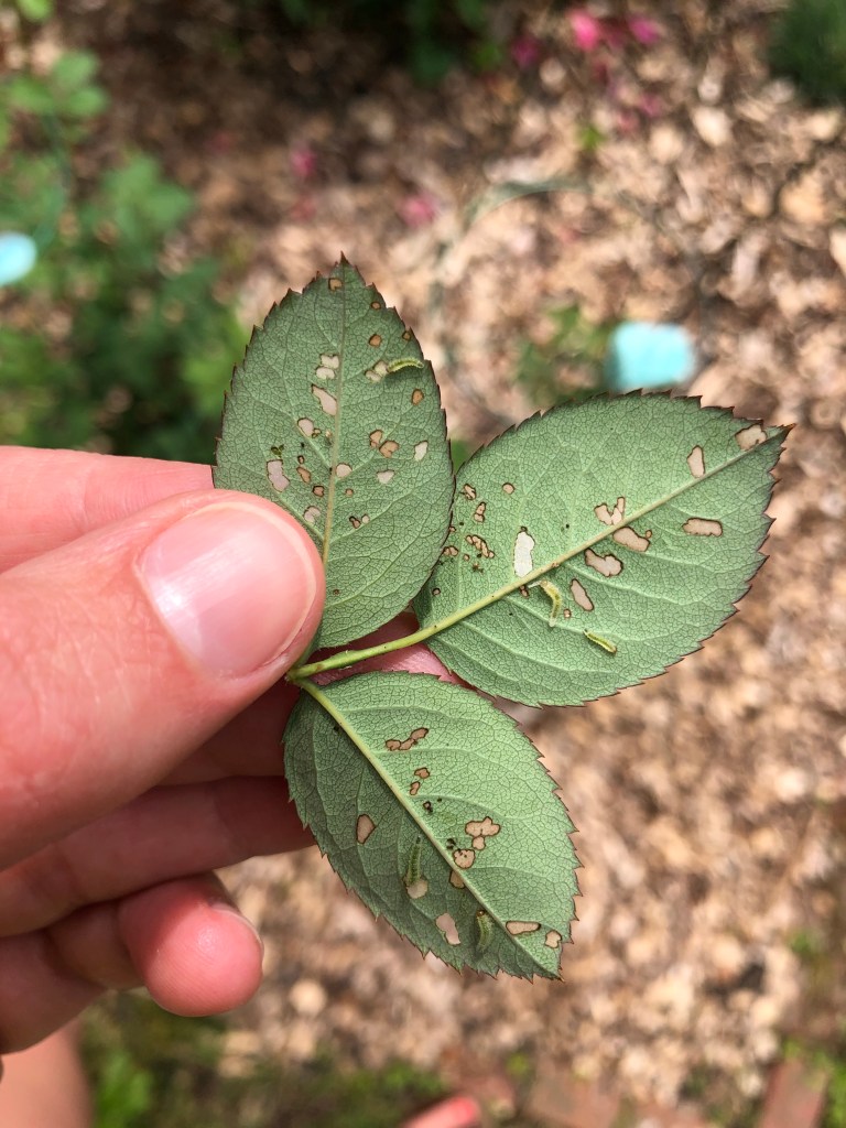 Sawfly Larva or Rose Slugs on David Austin Shrub Rose.  Shrub Rose Garden Pests
