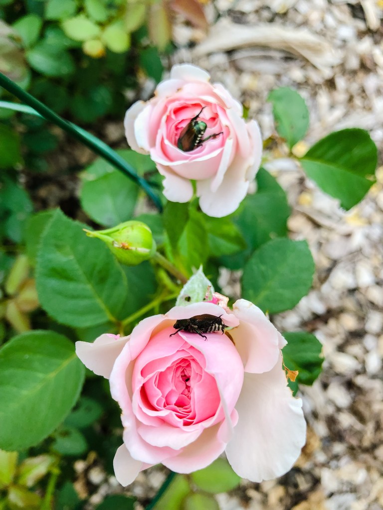 Japanese Beatles on Olivia Rose Austin Shrub Roses.